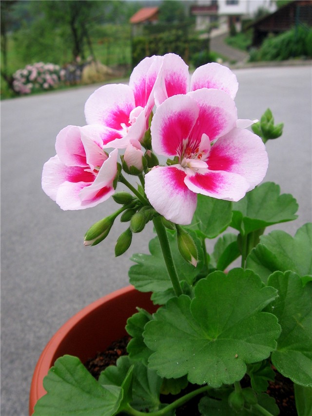 Pelargonium zonale 